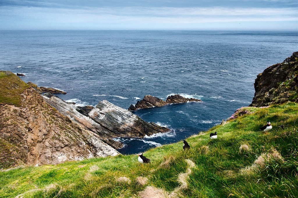 Shetland 525 copia